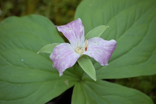 image of Trillium grandiflorum, Large-flowered Trillium, Great White Trillium, White Wake-robin, Showy Wake-robin