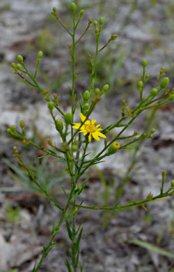 image of Pityopsis graminifolia, Narrowleaf Silkgrass, Grassleaf Goldenaster