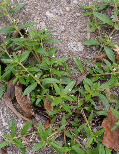 image of Oldenlandia corymbosa, Diamond-flower, Flattop Mille-graines