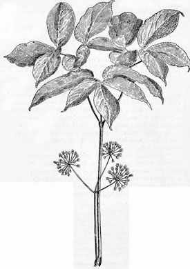 image of Aralia nudicaulis, Wild Sarsaparilla