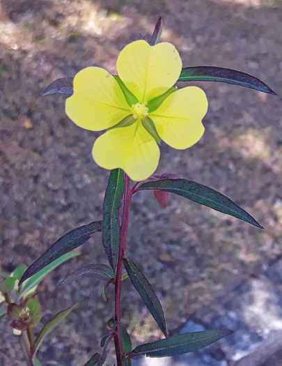 image of Ludwigia octovalvis, Mexican Primose-willow