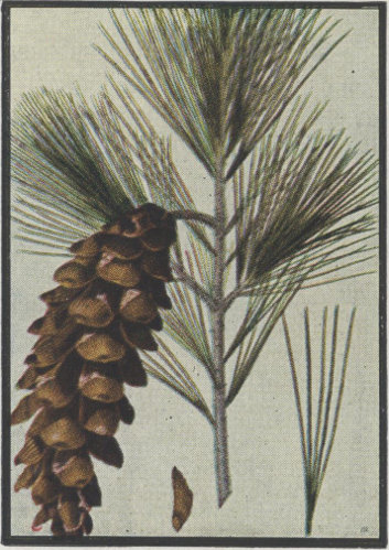 image of Pinus strobus, Eastern White Pine