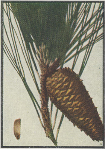 image of Pinus taeda, Loblolly Pine, Old Field Pine