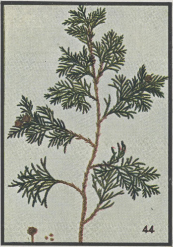 image of Chamaecyparis thyoides var. thyoides, Atlantic White Cedar, Juniper