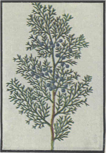 drawing of Juniperus virginiana, Eastern Red Cedar