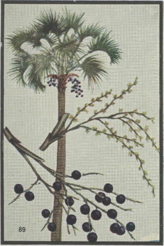 drawing of Sabal palmetto, Cabbage Palmetto