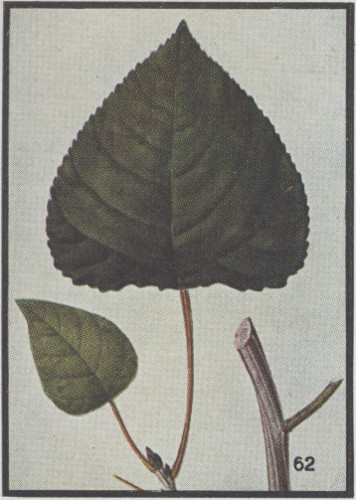drawing of Populus balsamifera, Balsam Poplar, Hackmatack, Tacamahac