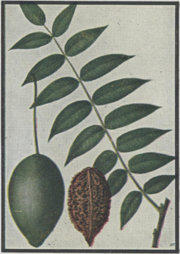 image of Juglans cinerea, Butternut, White Walnut