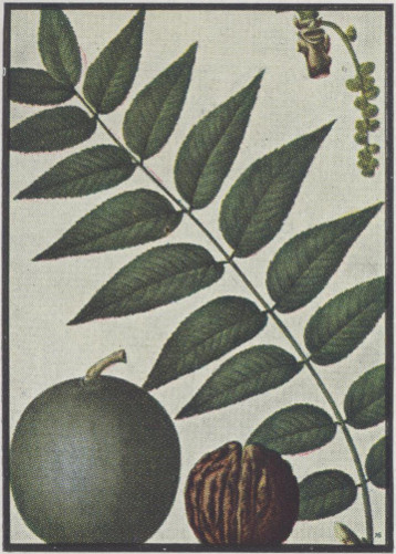 image of Juglans nigra, Black Walnut