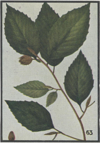 image of Fagus grandifolia +, American Beech