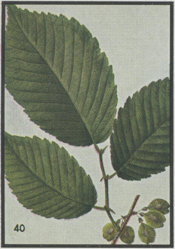 How To Identify American and Slippery Elm 