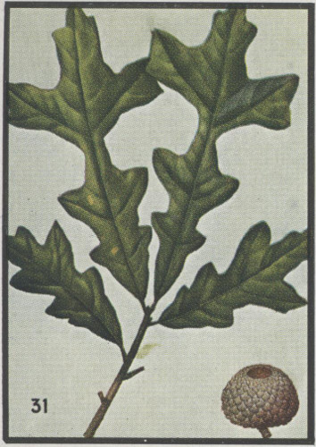 image of Quercus lyrata, Overcup Oak