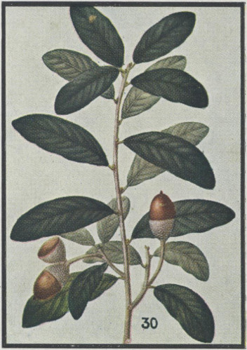 drawing of Quercus virginiana, Live Oak, Southern Live Oak