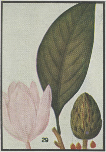 image of Magnolia grandiflora, Southern Magnolia, Bull Bay