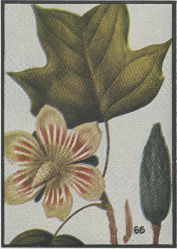 image of Liriodendron tulipifera var. tulipifera, Tuliptree, Yellow Poplar, Whitewood