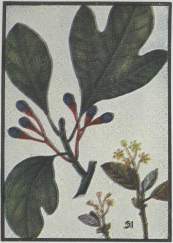 drawing of Sassafras albidum, Sassafras