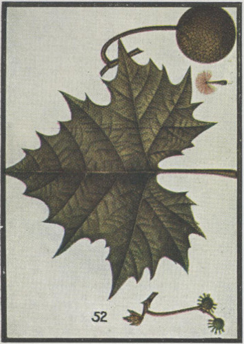 drawing of Platanus occidentalis var. occidentalis, American Sycamore, Planetree