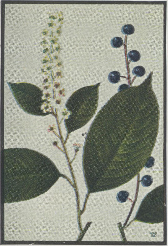 drawing of Prunus serotina var. serotina, Black Cherry, Eastern Wild Black Cherry, Bird Cherry