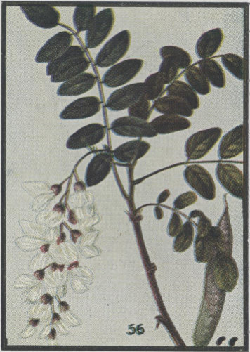 image of Robinia pseudoacacia, Black Locust