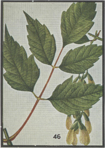 image of Acer negundo var. negundo, Eastern Box Elder, Ash-leaved Maple, River Maple