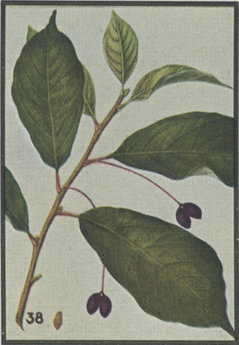 image of Nyssa sylvatica, Blackgum, Black Tupelo, Sour Gum