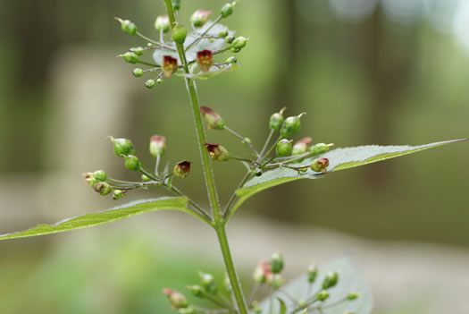 image of Scrophularia marilandica, Eastern Figwort, Carpenter's Square, Late Figwort