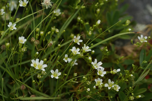 image of Geocarpon groenlandicum, Mountain Sandwort, Greenland Sandwort