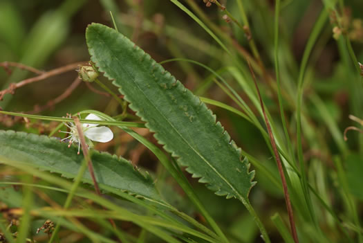 leaf or frond of Packera schweinitziana, Robbins' Ragwort, New England Ragwort, New England Groundsel, Schweinitz's Ragwort