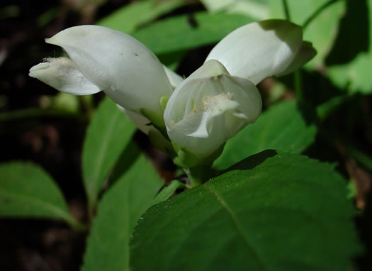 image of Chelone glabra, White Turtlehead