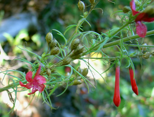 image of Ipomopsis rubra, Standing-cypress, Spanish-larkspur