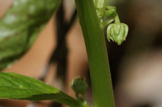 image of Cubelium concolor, Eastern Green-violet