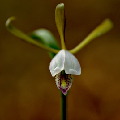 image of Cleistesiopsis bifaria, Appalachian Dragonhead Pogonia, Appalachian Small Spreading Pogonia, Smaller Rosebud Orchid, Upland Spreading Pogonia