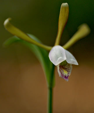 Appalachian Dragonhead Pogonia