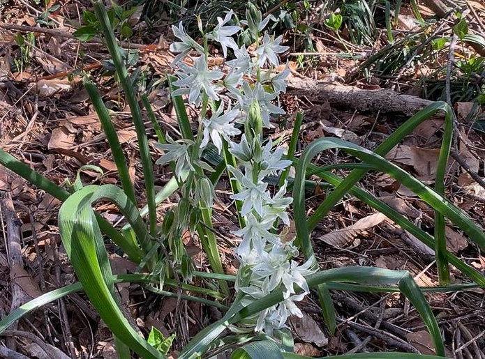 image of Ornithogalum nutans, Drooping Star-of-Bethlehem