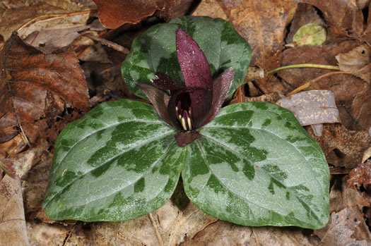 image of Trillium decumbens, Decumbent Trillium, Trailing Trillium