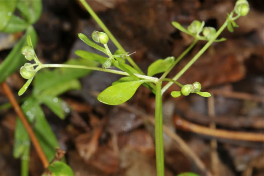 fruit of Erigenia bulbosa, Harbinger-of-Spring, Pepper-and-Salt, Erigenia