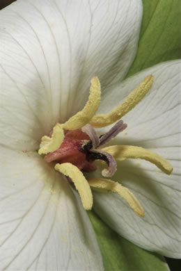 image of Trillium flexipes, Bent Trillium, Bent White Trillium, Bentstalk Trillium, Drooping Trillium