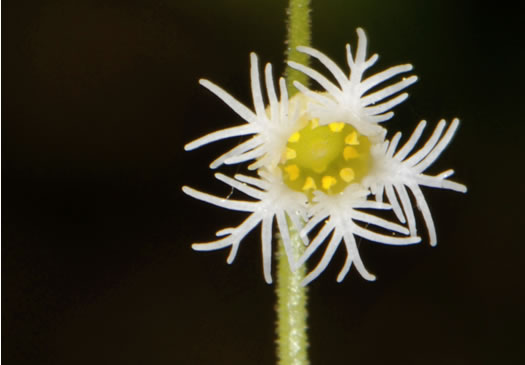 image of Mitella diphylla, Two-leaved Miterwort, Bishop's Cap