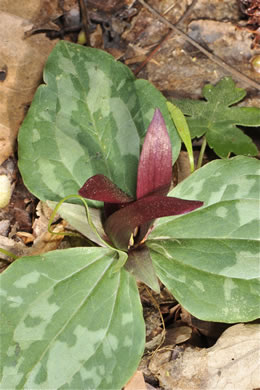 image of Trillium decumbens, Decumbent Trillium, Trailing Trillium