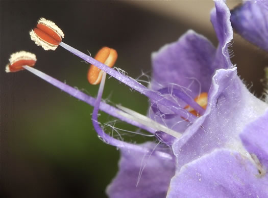 image of Phacelia bipinnatifida, Fernleaf Phacelia, Purple Phacelia, Forest Phacelia