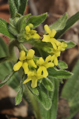 image of Lithospermum tuberosum, Southern Stoneseed