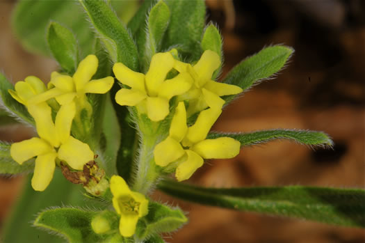 image of Lithospermum tuberosum, Southern Stoneseed