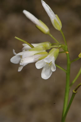sepals or bracts of Cardamine dissecta, Dissected Toothwort, Fineleaf Toothwort, Forkleaf Toothwort