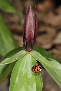 image of Trillium lancifolium, Lanceleaf Trillium, Narrowleaf Trillium