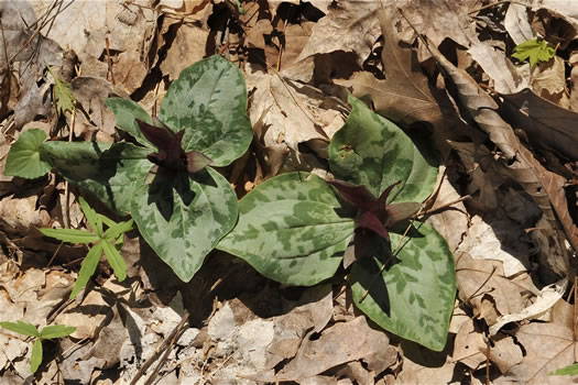 image of Trillium decumbens, Decumbent Trillium, Trailing Trillium