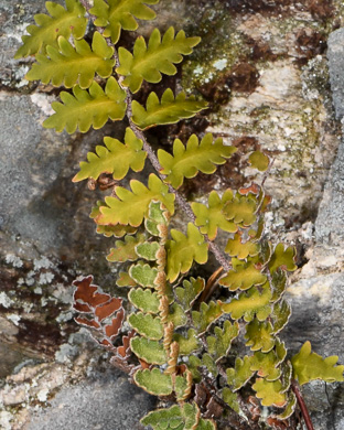 image of Astrolepis sinuata ssp. sinuata, Wavy Cloak Fern, Wavy Scaly Cloak Fern