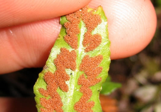 image of Asplenium rhizophyllum, Walking Fern