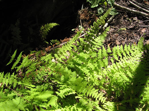 image of Cystopteris bulbifera, Bulblet Bladder Fern, Bulblet Fern