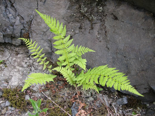 image of Cystopteris fragilis, Fragile Fern, Brittle Fern, Brittle Bladder Fern