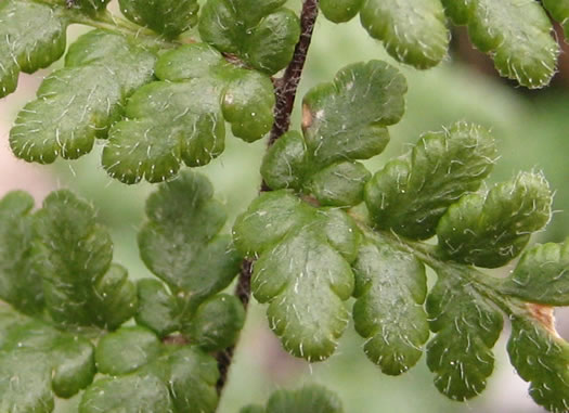 Hairy Lipfern